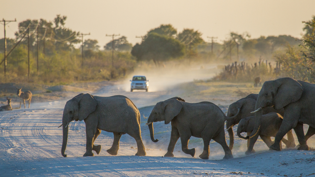 Ecoexist Elephant Crossing Panhandle