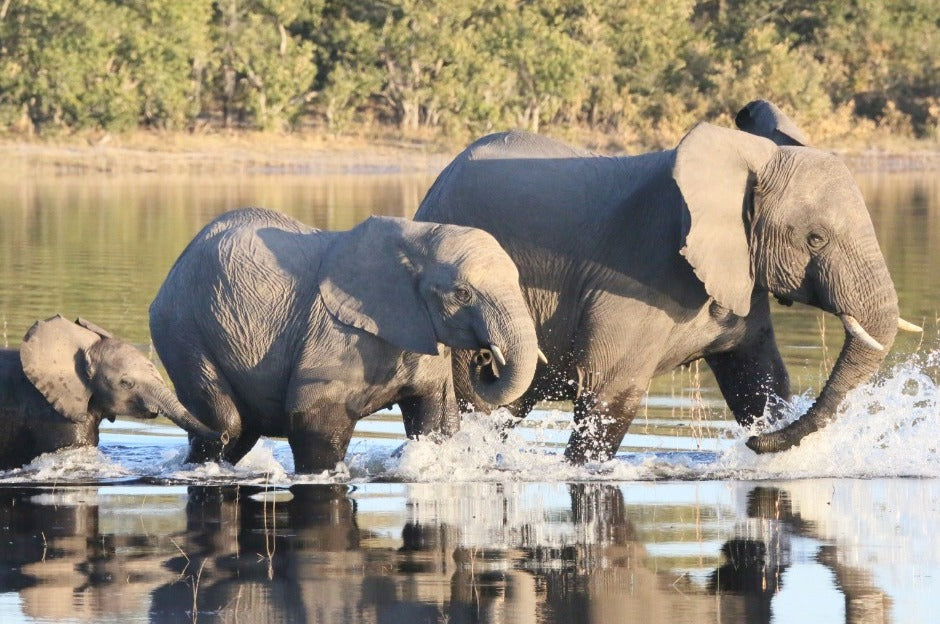 Okavango Delta Elephants Ecoexist